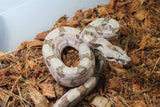 Boa Colombiana Hypo Pos Super Hypo Macho ID R2-01