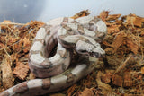 Boa Colombiana Hypo Pos Super Hypo Macho ID R2-01