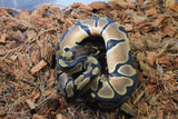 Piton Bola Orange Dream Het Pied Hembra ID R2-03