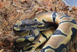 Piton Bola Orange Dream Het Pied Hembra ID R2-03