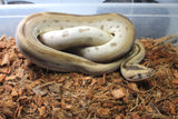 Piton Burmes Green Het Albino Macho ID R2-04