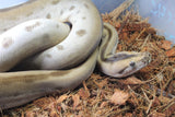 Piton Burmes Green Het Albino Macho ID R2-04