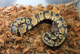 Piton Bola Orange Dream Het Pied Hembra ID R2-03