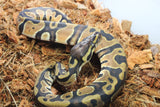 Piton Bola Orange Dream Het Pied Hembra ID R2-03