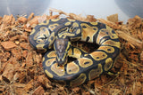 Piton Bola Orange Dream Het Pied Macho ID R2-14