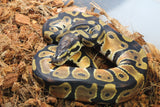 Piton Bola Orange Dream Het Pied Macho ID R2-14