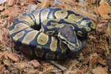 Piton Bola Orange Dream Het Pied Hembra ID R2-15