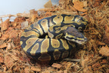 Piton Bola Orange Dream Het Pied Hembra ID R2-15