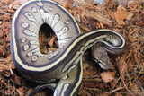Piton Bola BlackHEad Lesser Het Clown Macho ID R2-18
