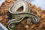 Piton Bola BlackHEad Lesser Het Clown Macho ID R2-18