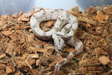Boa Colombiana Hypo Jungle Macho ID R2-20
