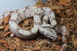 Boa Colombiana Hypo Jungle Macho ID R2-20