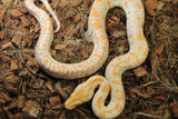 Piton Burmes Albino Het Granito Macho ID R3-03