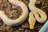 Piton Burmes Albino Het Granito Macho ID R3-03