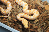 Piton BUrmes Albino Het Granito Macho ID R3-17