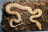 Piton BUrmes Albino Het Granito Macho ID R3-17