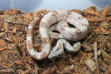 Boa Colombiana Hypo Macho ID R3-20