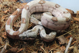 Boa Colombiana Hypo Macho ID R3-20