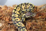 Piton Bola Pastel Orange Dream Het Pied Hembra ID R4-01