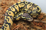 Piton Bola Pastel Orange Dream Het Pied Hembra ID R4-01