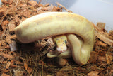 Piton Bola Puma Clown Hembra ID R4-08