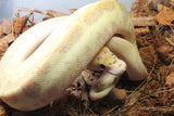 Piton Bola Puma Clown Hembra ID R4-08