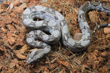 Boa Colombiana Nominal Macho ID R4-10
