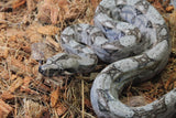 Boa Colombiana Nominal Macho ID R4-10