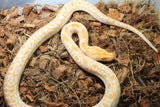 Piton Burmes Albino Het Granito Macho ID R4-14