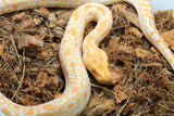 Piton Burmes Albino Het Granito Macho ID R4-14
