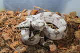 Boa Colombiana Hypo Macho ID R4-15