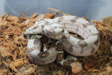 Boa Colombiana Hypo Macho ID R4-15