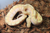 Piton Bola Banana Spider Enchi Het Clown Hembra iD R4-16