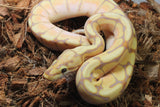 Piton Bola Banana Spider Enchi Het Clown Hembra iD R4-16