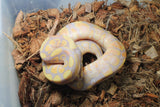Piton Bola Banana Calico Enchi Het Clown Hembra iD R4-17