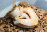 Piton Bola Banana Calico Enchi Het Clown Hembra iD R4-17