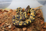 Piton Bola Enchi Het Clown Macho ID R4-18