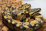Piton Bola Enchi Het Clown Macho ID R4-18