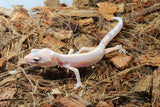 Gecko Leopardo Reverse Stripe ID R4-19