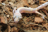 Gecko Leopardo Reverse Stripe ID R4-19