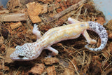 Gecko Leopardo Detalle
