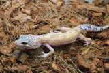 Gecko Leopardo Detalle