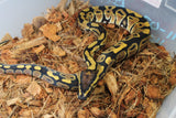 Piton Bola Nominal Macho ID R5-05