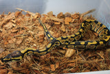 Piton Bola Nominal Macho ID R5-05
