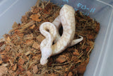 Piton Bola Banana Spider Lesser Macho ID R5-06