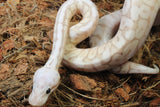 Piton Bola Banana Spider Lesser Macho ID R5-06
