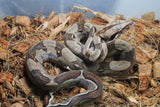 Boa Colombiana Nominal Macho ID R5-07