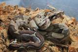 Boa Colombiana Nominal Macho ID R5-07