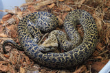 Piton Burmes Granito Het Albino Hembra iD R5-08