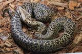 Piton Burmes Granito Het Albino Hembra iD R5-08